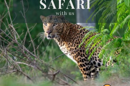 The December Safari Wildlife: